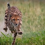 Cheetah catches 17-year-old boy who veers off hiking trail in Bixe-Bergen: Teenager gets off with some wounds