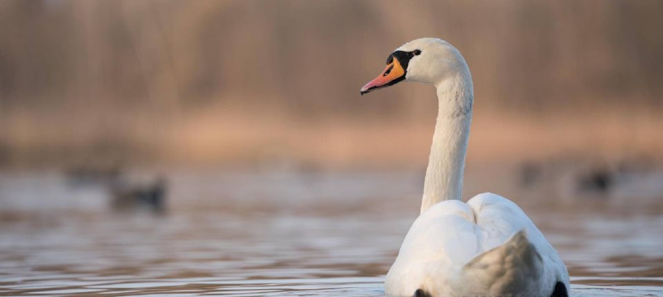 5 questions about the relationship between bird flu and waterfowl