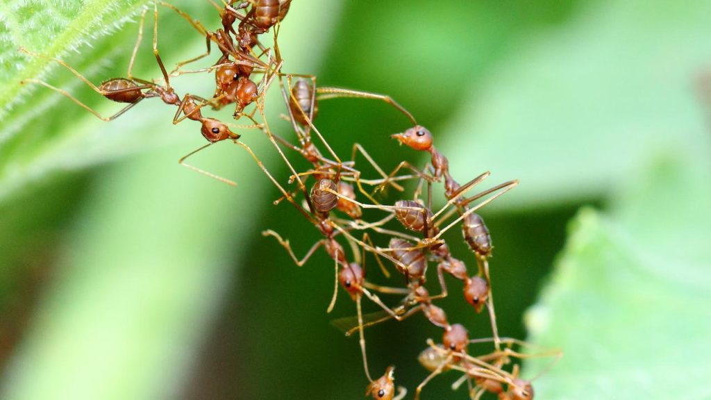 "Ant Doctors" take care of homologues infected with dust from their glands |  Sciences