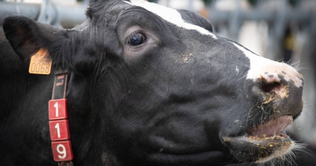 GAIA survey: “Seven out of ten Belgians want stricter animal welfare legislation” |  interior