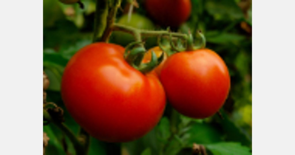 The US imported the most tomatoes in 2021, followed by Germany