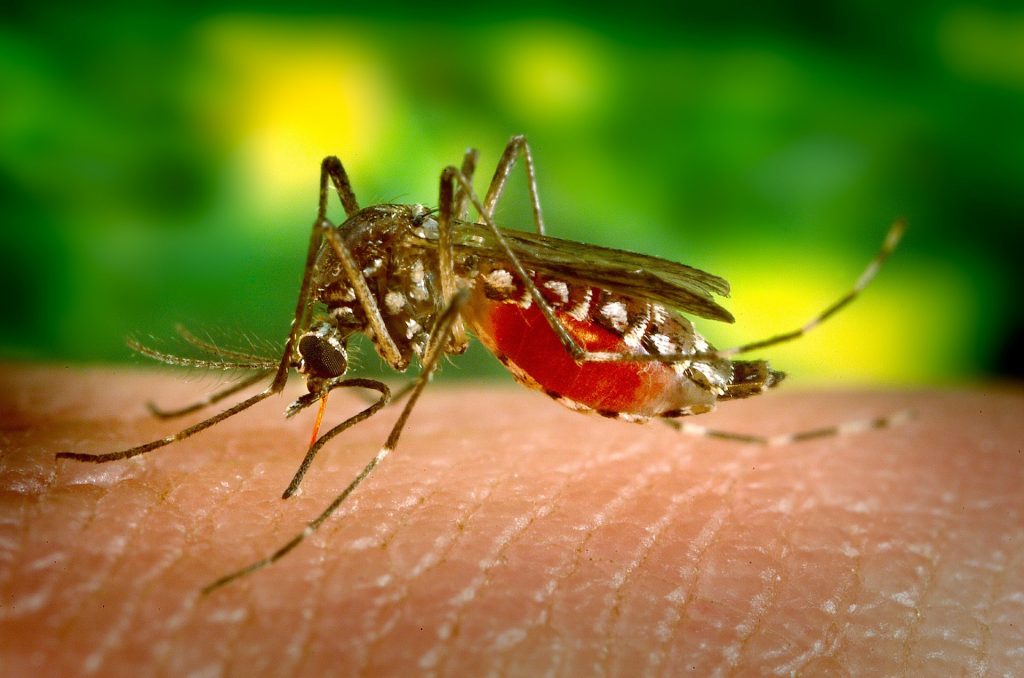 Mosquito DNA Edited to Prevent Malaria from Spreading New Scientist