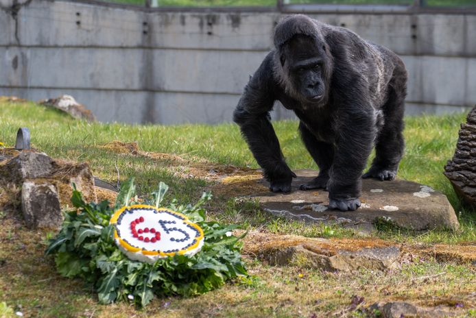 Pictures of Fatoo, the world's oldest gorilla, who celebrated his 65th birthday in April this year at the Berlin Zoo.