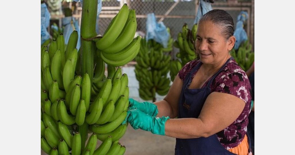 Costa Rica is optimistic about support from EU and US retailers for higher banana prices