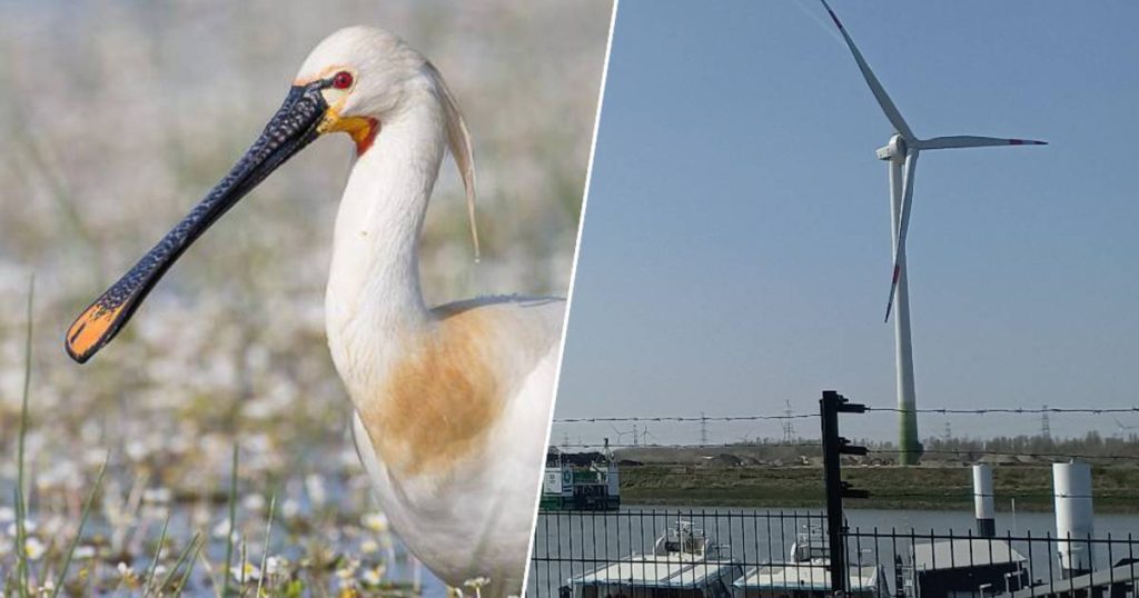 New wind turbines forced to shut down for months due to death of one bird: 'The species are protected, so they are no longer allowed to run during the migration season' |  Zwijndrecht