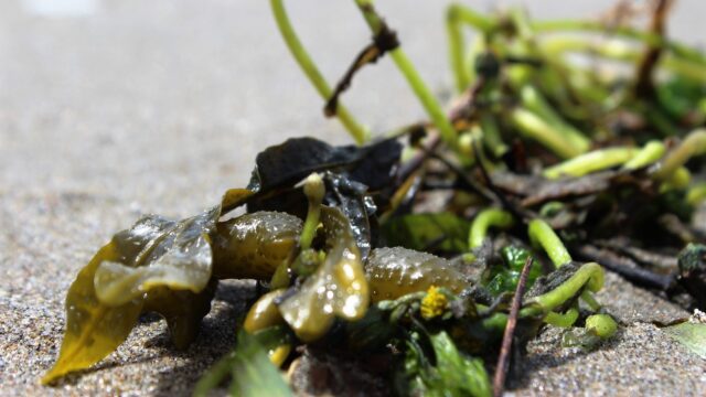 Seaweed: the food of the future.  .  It is full of nutrients and taste.