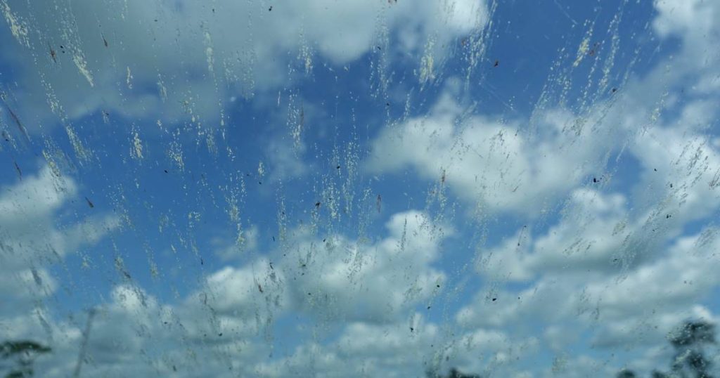 Why there are fewer and fewer dead flies on your windshield |  Mobility