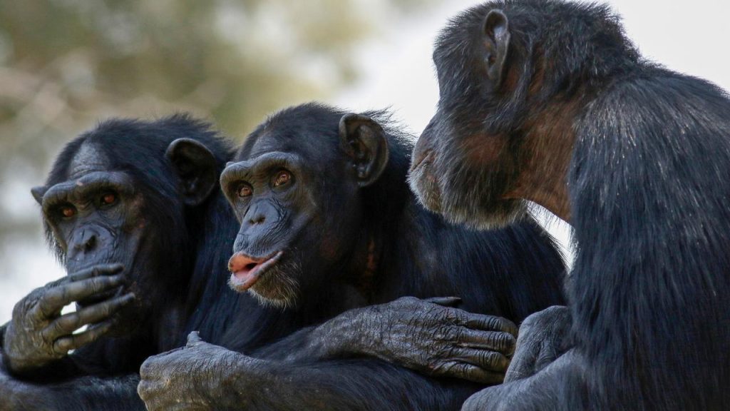 Just like humans, chimpanzees show things to share experiences |  the animals