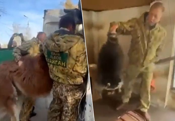 a look. Russians steal animals from the zoo during Kherson's retreat ...