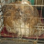Once again dozens of abandoned dogs were found in Hardenberg