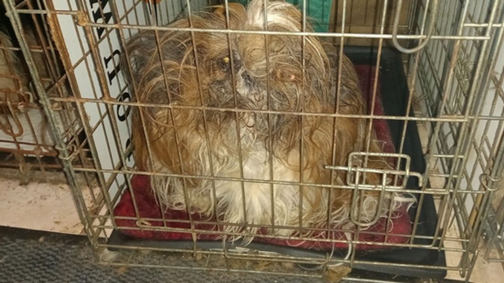 Once again dozens of abandoned dogs were found in Hardenberg