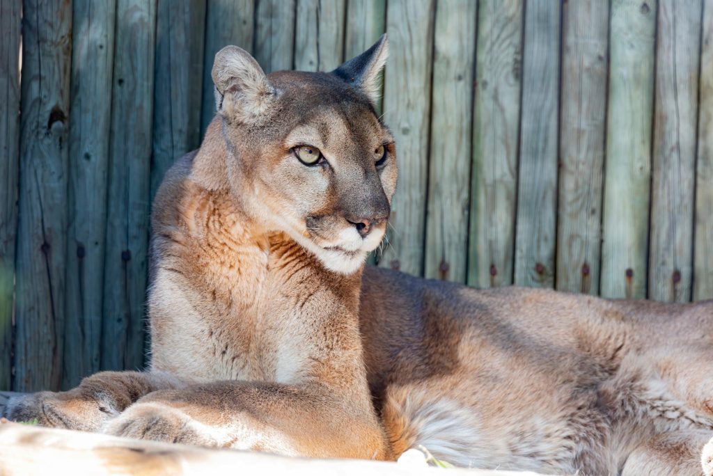 The famous wild cougar died in Los Angeles