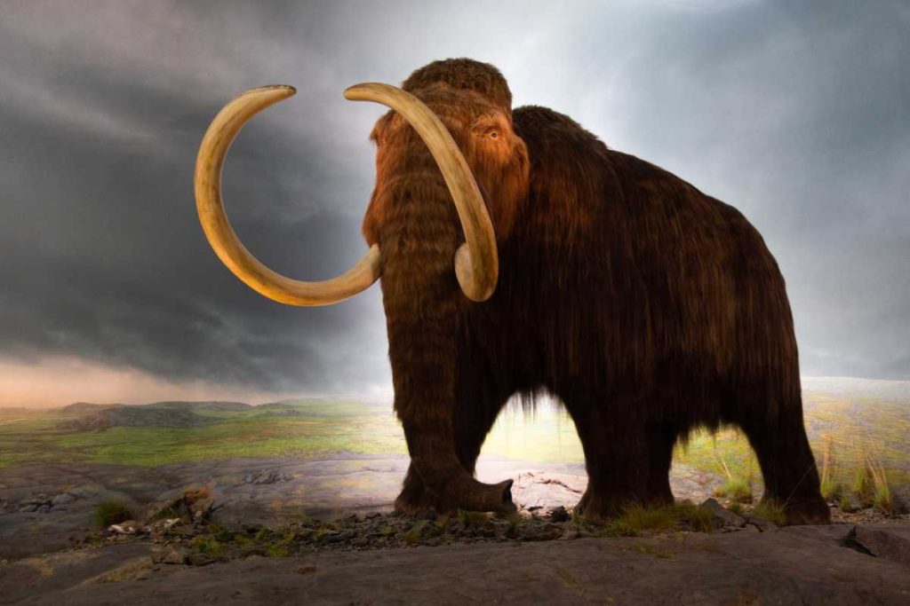 When did mammoths really become extinct?