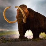 When did mammoths really become extinct?