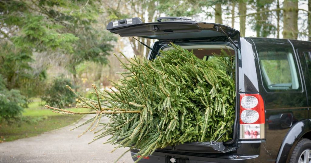 Will you be fined if you transport a Christmas tree with the tailgate open?  |  Sentences